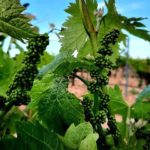 Aceites Arganda