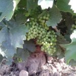 Vinos y Aceites CIDED