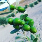 Fructum