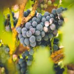 Bodega Cristo del Humilladero