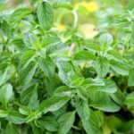 Hortiaroma BIO Viveros